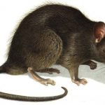 rat